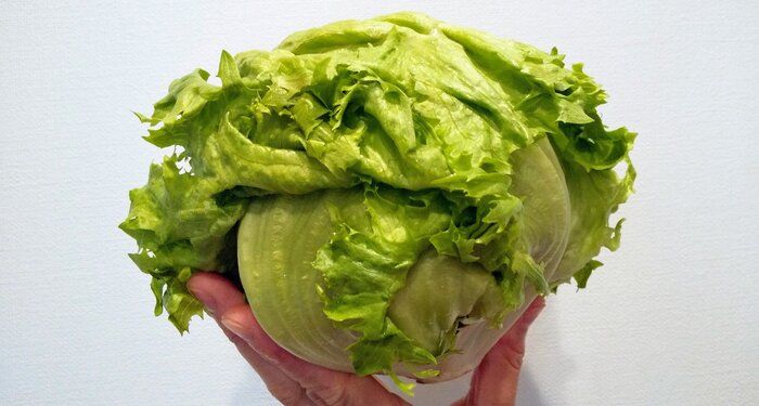 レタスは【品種】で選ばないと損？栄養で選ぶなら〇〇レタスが正解！