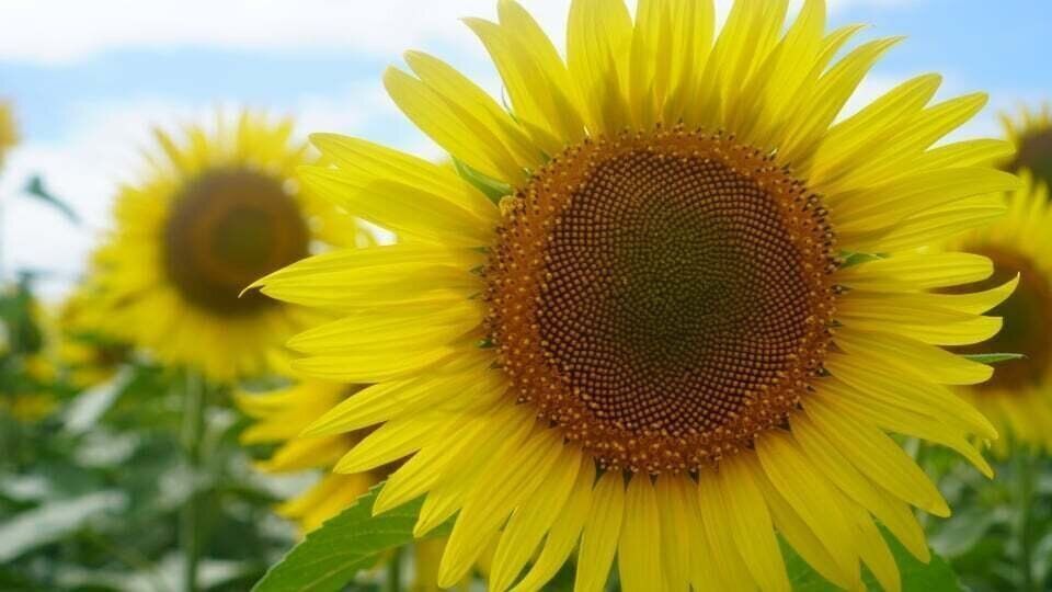 【自己紹介】簡単な料理＆お酒と節約が好き！3児ワーママ悠美です