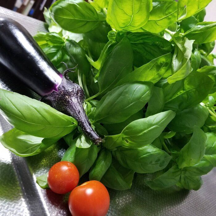 【栽培編】育てなきゃ損！手取り12万シンママが育てるコスパ最強のハーブ