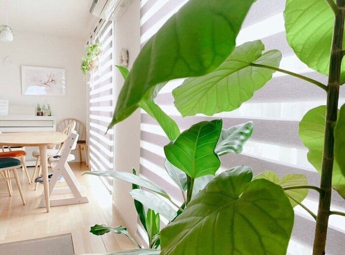 枯れたと諦める前にやってみて！観葉植物を復活させる方法3つ