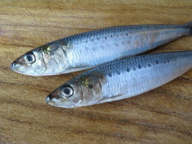 イワシはまるごと煮るよりぶつ切りがおすすめ！魚嫌いにうれしいメリットも