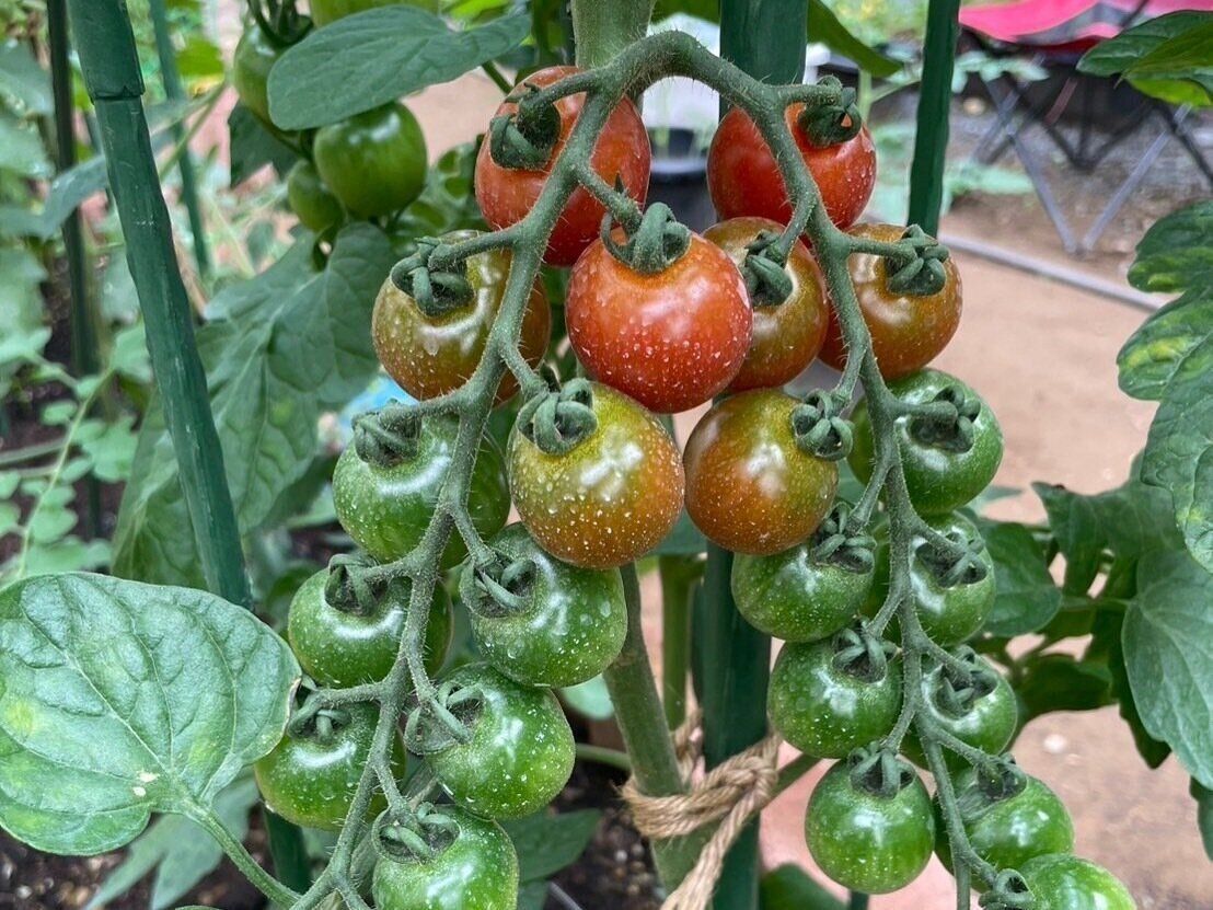 【家庭菜園】初心者にも！育てやすくて食費節約に役立つ野菜3選