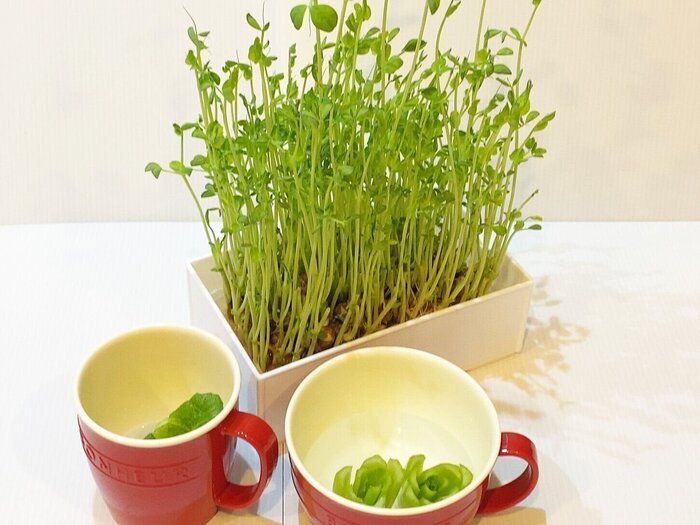 野菜は1度買って2度食べる!お財布にも地球にも優しい再生野菜とは?