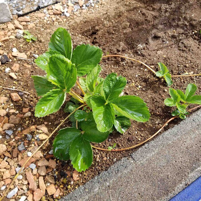 手取り12万シンママでも楽しめるミニマム家庭菜園