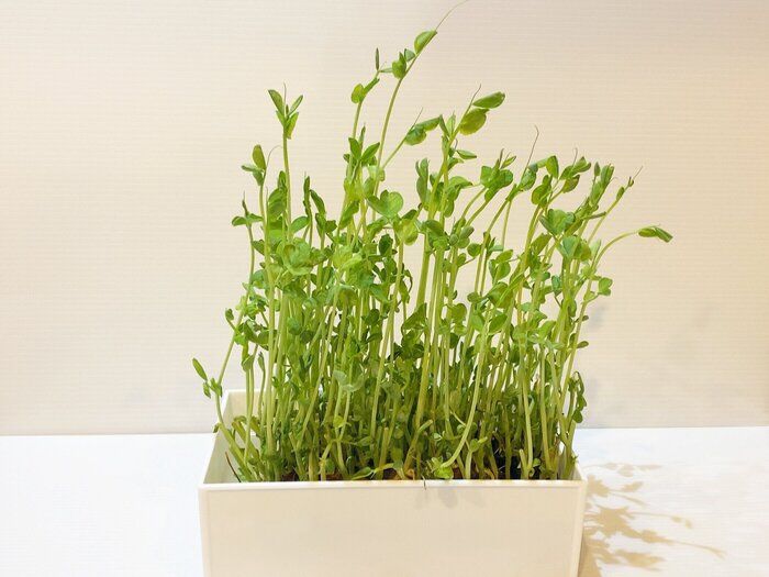 野菜は1度買って2度食べる!お財布にも地球にも優しい再生野菜とは?