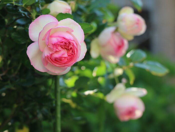 ワクチン接種しました【私の記録】