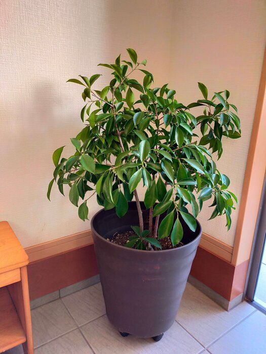 100均で毎日の掃除がラクに。便利グッズ