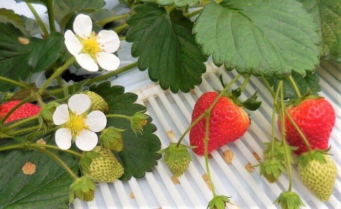 いちご狩りが美味しいのは理由があった！スーパーで買う際の注目ポイントも解説