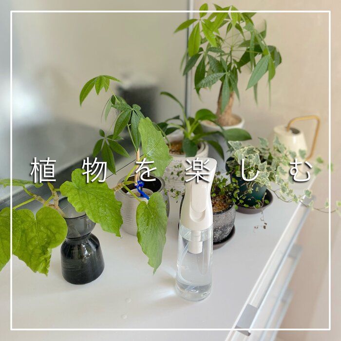 ズボラでも枯らさない【室内でグリーンを楽しむコツ３選】