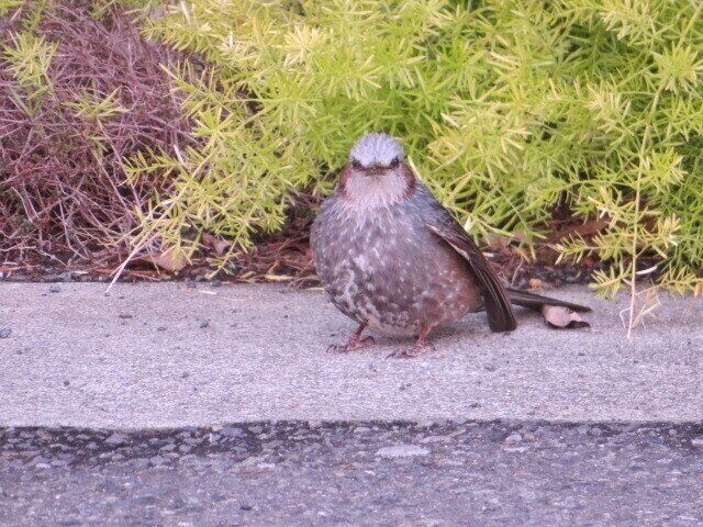 5月10日から愛鳥週間！元野鳥部が身近な野鳥の観察ポイントを紹介