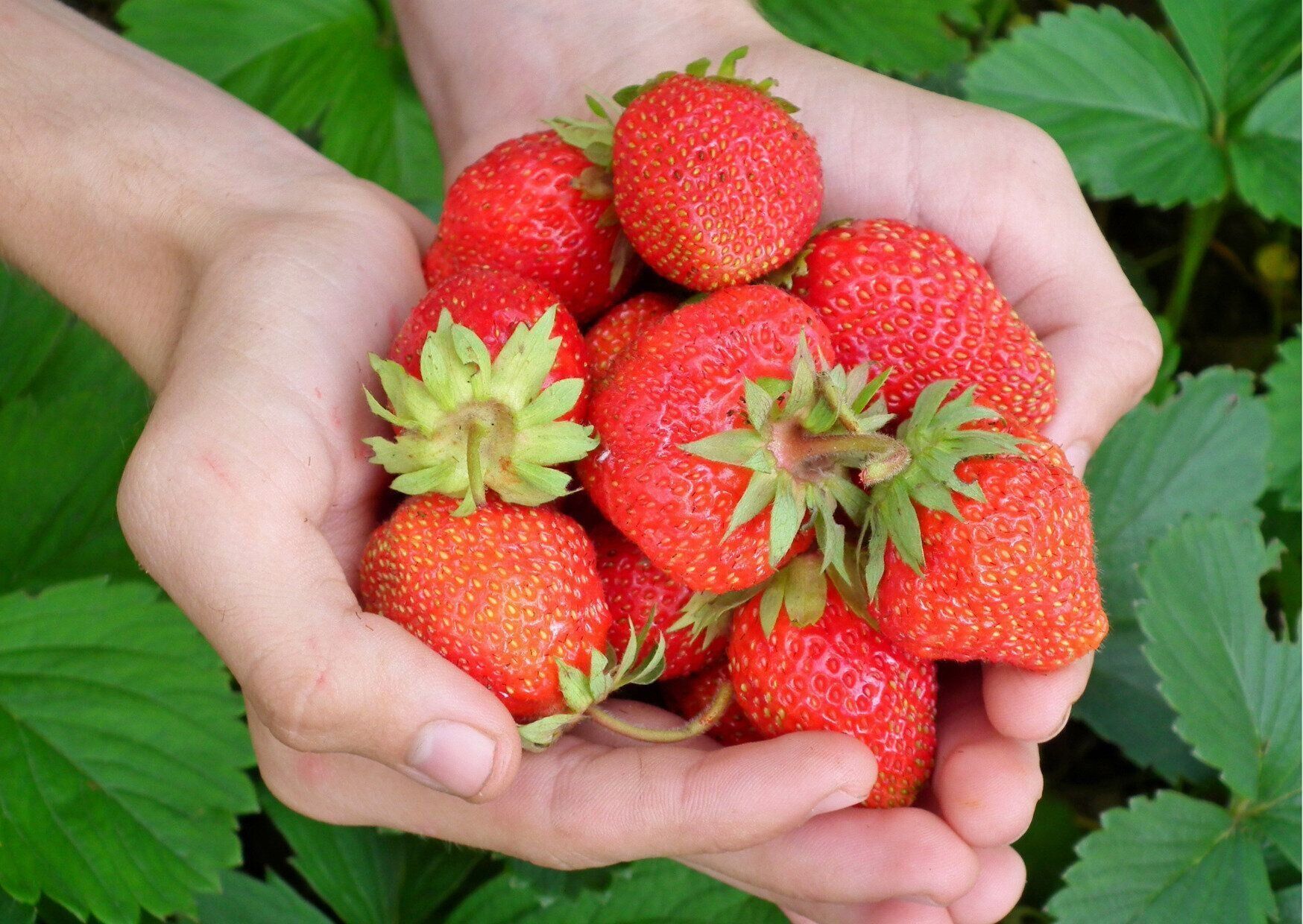 【実は春が旬】いちごは優秀！大人女子が知っておくべき薬膳効果とは？