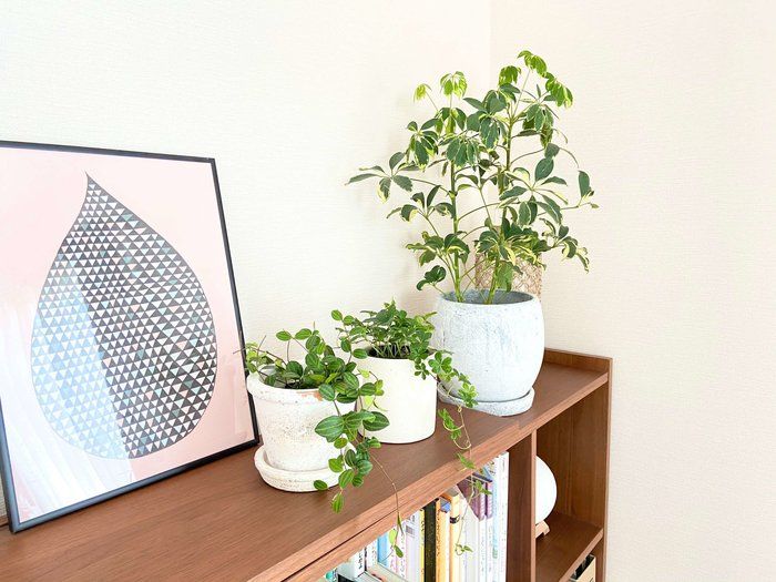 癒し効果抜群！リアルグリーンのある暮らし。