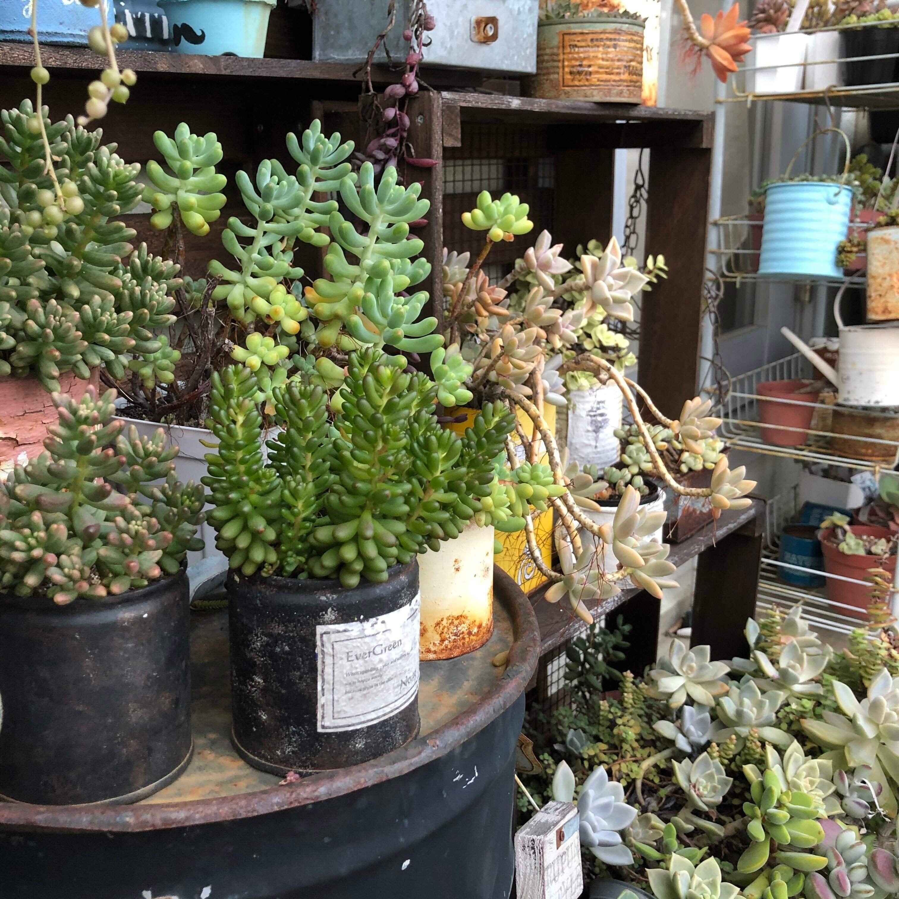 【多肉植物】初心者さん必見！知っておくと安心の「多肉植物の夏越し」基本ポイント3選