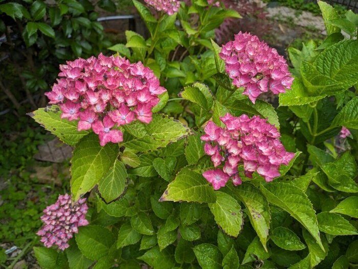 アラフィフの現実を語ってみる