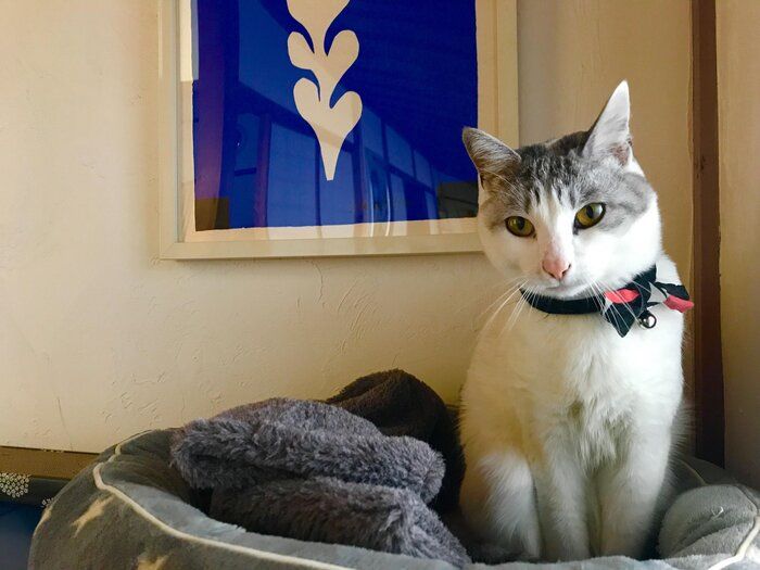 犬派の私がまさかでハマった保護ネコ沼！あざと可愛いお猫様の生態