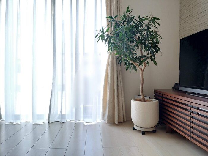 【3COINS】まさかこの値段で!?観葉植物をラクラク移動できちゃう神アイテム！