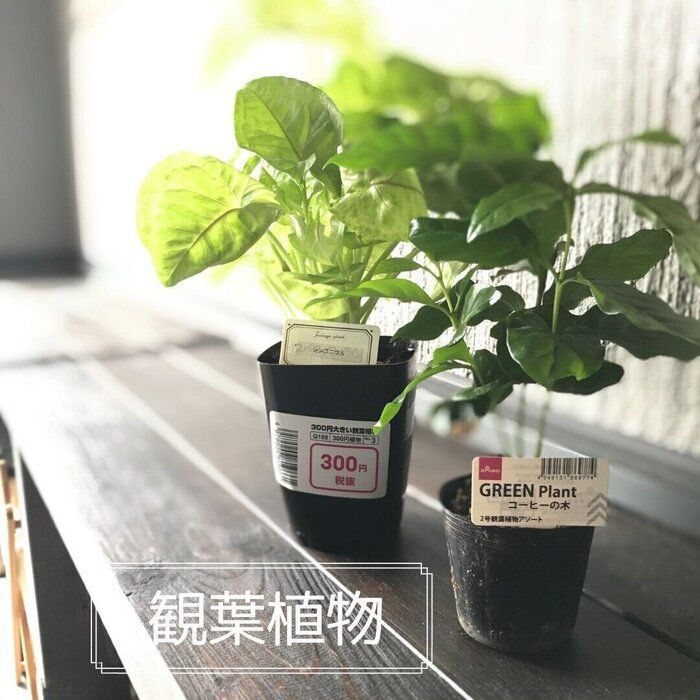 暮らしを楽しむ！100円から始められるグリーンライフ