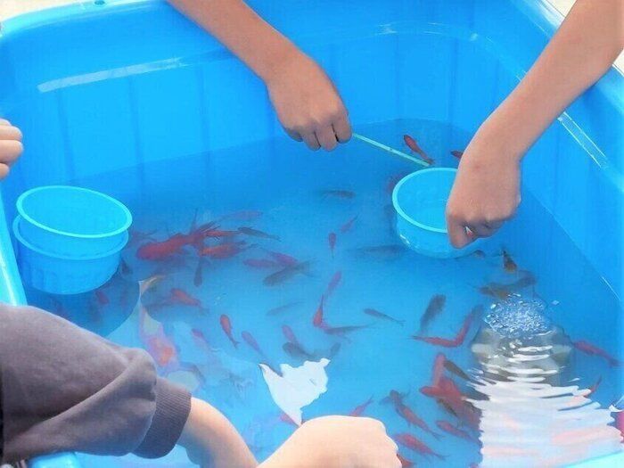 金魚を塩水に！？縁日の金魚を長生きさせるための大切な手順とは？