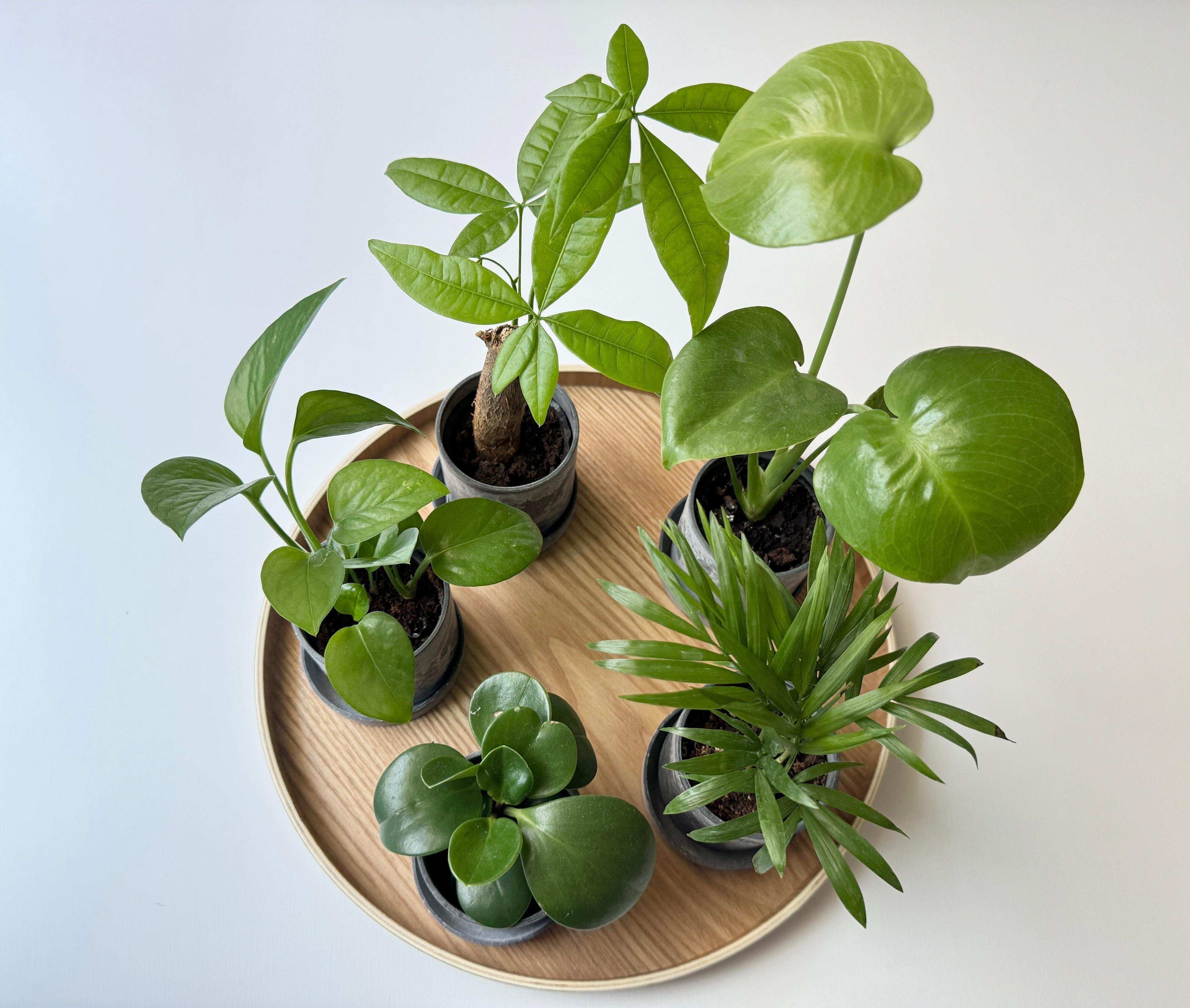 思わず二度見！110円でモンステラも買えるWattsのコスパ最高のミニ観葉植物