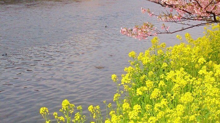 見慣れなくても食べてみて！見た目や名前が種類豊富な「菜の花」の楽しみ方