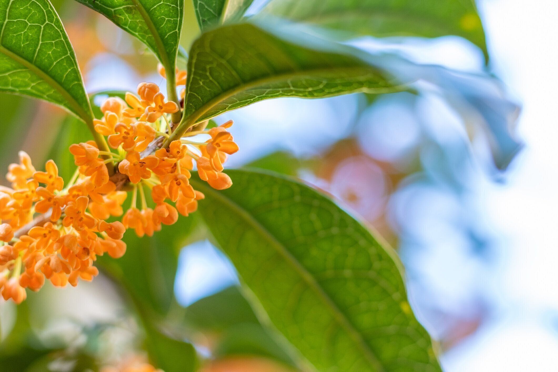 きんもくせいで健康づくり可愛い＆香り以外の魅力とは？