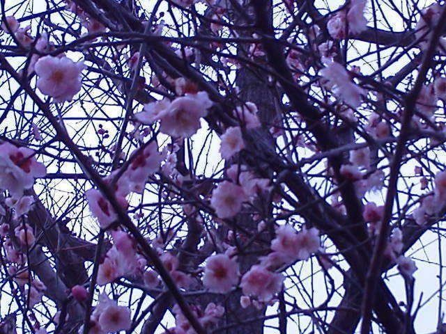 お仕事を2月からスタート