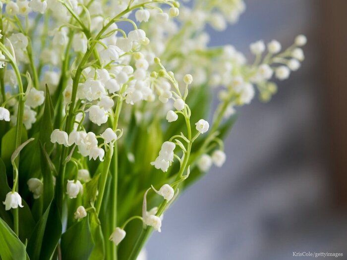 憧れる大人の女性　篠原ともえさん