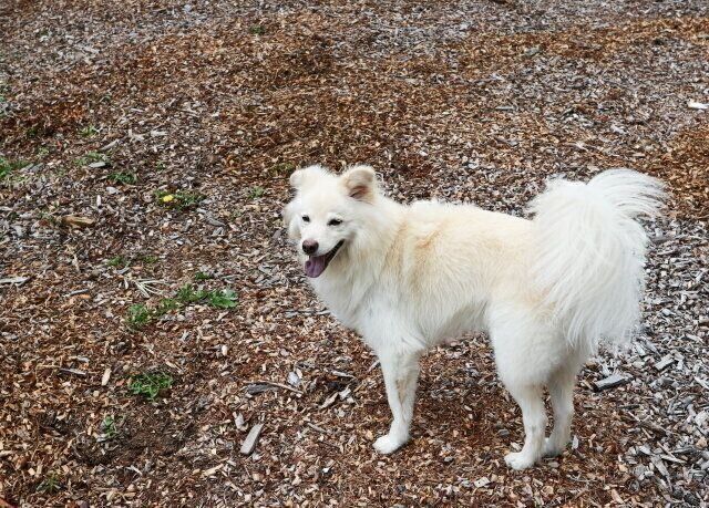 大吉との10年 穴澤賢の犬のはなし いぬのきもち Web Magazine Goo ニュース