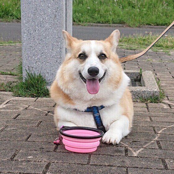 暑い日の犬の散歩ルートや時間は変えたほうがいい 愛犬の安全が最優先に いぬのきもち Web Magazine Goo ニュース