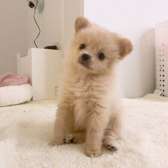 犬が前足でちょこちょこ触るのはなぜ 子犬期特有のかわいいしぐさを大発掘 いぬのきもち Web Magazine Goo ニュース