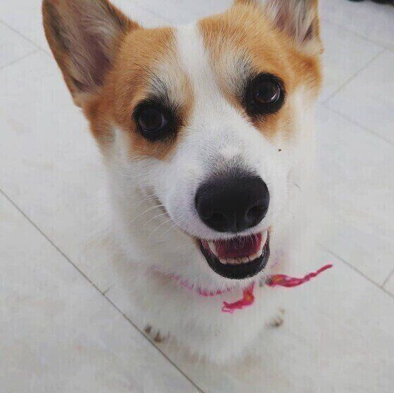 子犬の食フン マーキング 犬の生態を踏まえた困りごと解決法 いぬのきもち Web Magazine Goo ニュース