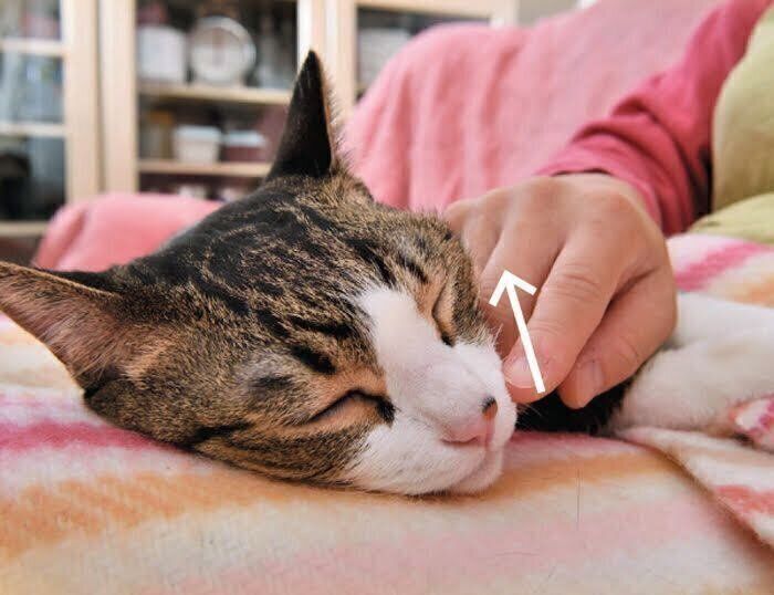 猫の 正しいなで方 を知ろう 猫がうっとり 仲よくなれるなで方のコツは ねこのきもち Web Magazine みなさんは 猫 の 正しいなで方 を知って ｄメニューニュース Nttドコモ