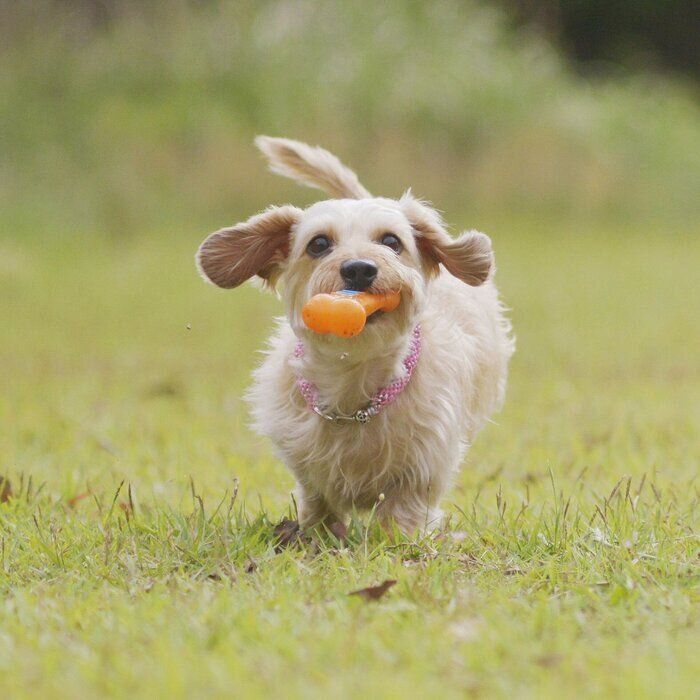 犬が喜ぶ しつけ 遊び方テク 6選 いぬのきもち Web Magazine 大好きな愛犬には 一生ずっと 笑顔 でい ｄメニューニュース Nttドコモ