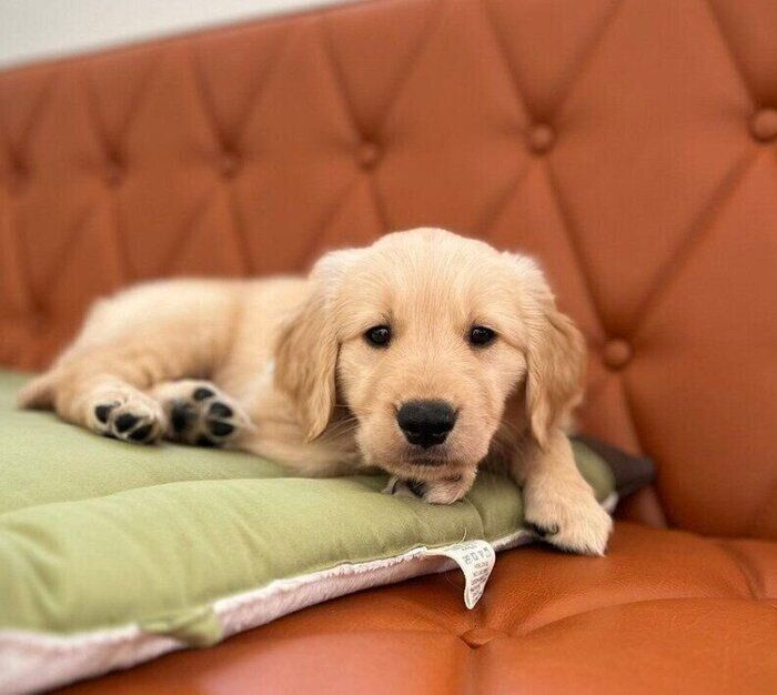 ひとりになるのが嫌で、サークルから出て眠る生後2カ月のゴールデン  