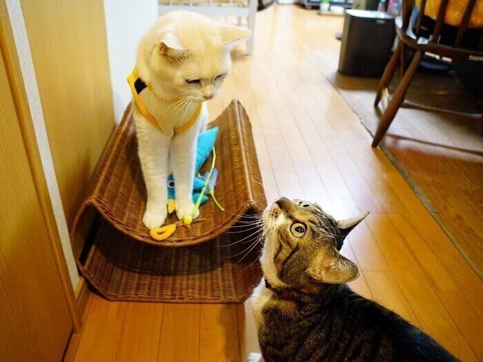 猫のイタズラにも好みがあるんです 本日もねこ晴れなり 276 ねこのきもち Web Magazine 猫というのは意外とイタズラ っ子な生き物で ｄメニューニュース Nttドコモ