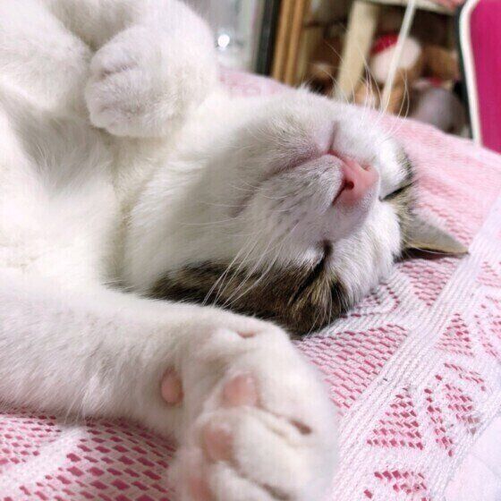 いびき？病気の疑い？ 猫の鼻が『ぶーぶー鳴る』ときに考えられること（ねこのきもち WEB MAGAZINE）眠って