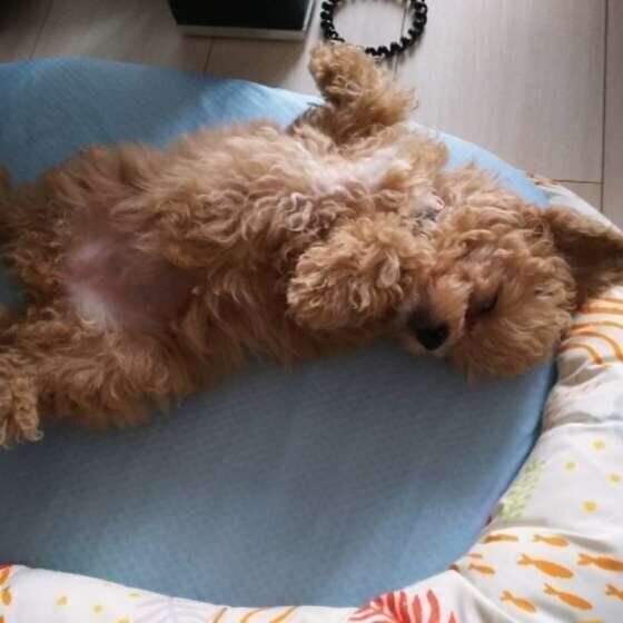 犬にフローリングは危険 犬の骨や関節 筋肉に悪影響を与えるng習慣 いぬのきもち Web Magazine Goo ニュース 犬にフローリングは危険 犬の骨や関節 筋肉に悪影響を与えるng習慣 いぬのきもち Web Magazine Goo ニュース