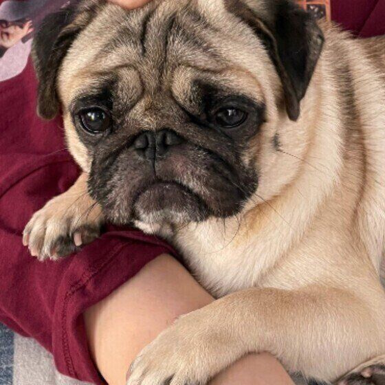 犬が飼い主に寄りかかる心理 理由を知ると愛おしくなる いぬのきもち Web Magazine 愛犬が飼い主さんの体にくっつき ピタッと ｄメニューニュース Nttドコモ
