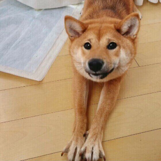 犬が伸びをする 理由 のびのび とっても可愛い犬たち いぬのきもち Web Magazine 愛犬が朝起きた時やお昼寝後などに まるで ｄメニューニュース Nttドコモ