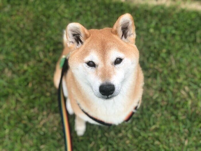 柴犬マロたんの毛が白くなった 一緒に暮らし始めて10年 毎日カワイイ いぬのきもち Web Magazine Goo ニュース