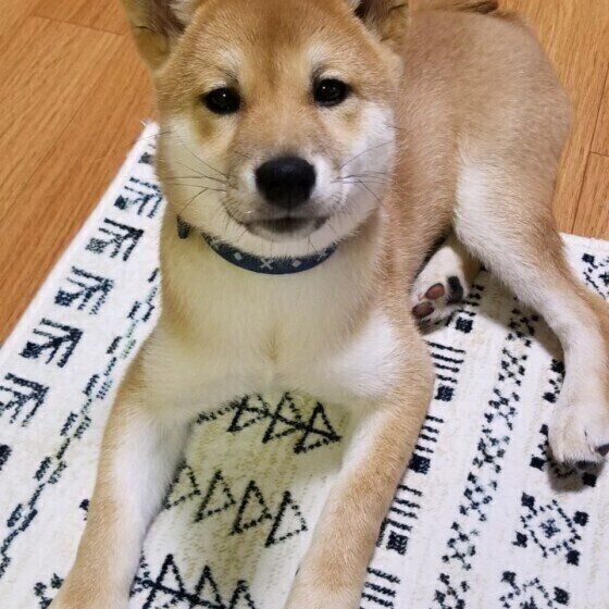 犬のストレスになる飼い主の行動5つ 知らずに愛犬に負担をかけていることも いぬのきもち Web Magazine Goo ニュース