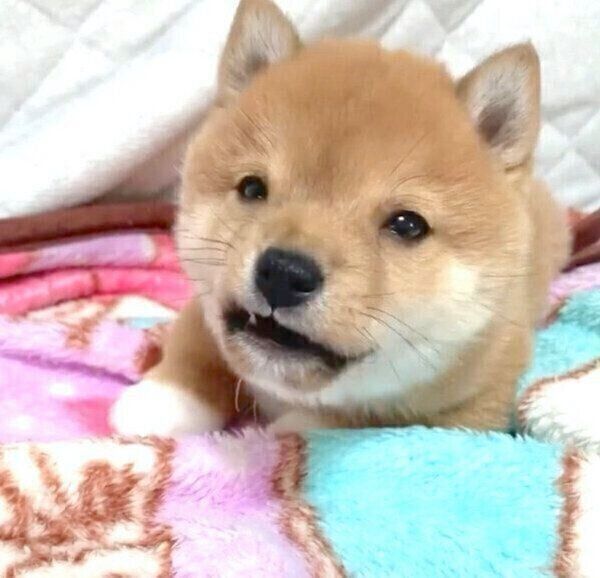 あくびをしてアゴがカクッとなったり 逆ハイハイ をしたり 豆柴の子犬時代に悶絶 いぬのきもち Web Magazine Goo ニュース