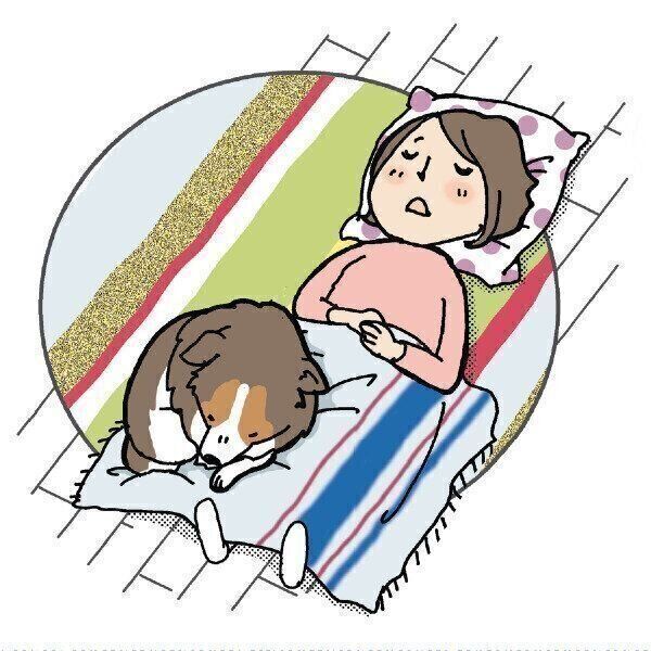 散歩で人より前を歩くのは犬自身がリーダーだと思ってるから 気になる犬の習性５選 いぬのきもち Web Magazine Goo ニュース