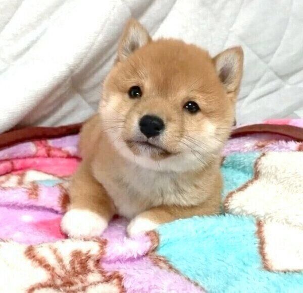 あくびをしてアゴがカクッとなったり 逆ハイハイ をしたり 豆柴の子犬時代に悶絶 いぬのきもち Web Magazine Goo ニュース