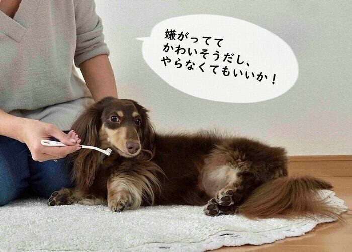 犬のストレスになるからしない は間違い Ngお世話3選 いぬのきもち Web Magazine かわいそうだからしない は 愛犬のため ｄメニューニュース Nttドコモ