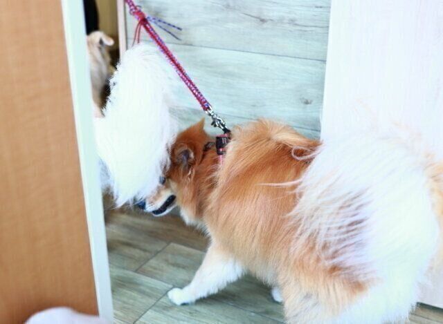 犬にも定期検診を 穴澤賢の犬のはなし いぬのきもち Web Magazine 先代犬の 富士丸 と犬 との暮らしと別れを ｄメニューニュース Nttドコモ