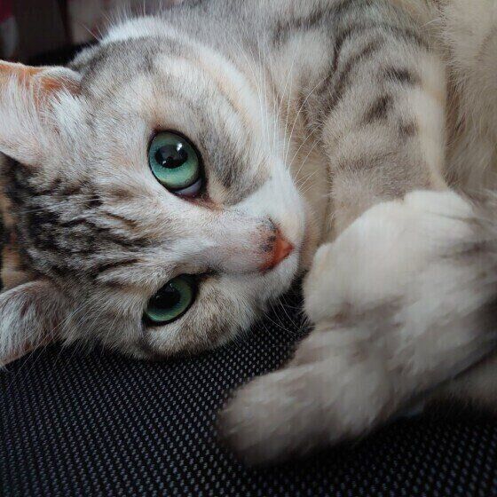 猫は人によって鳴き方を変える よく猫に鳴かれる人 鳴かなれない人の差は ねこのきもち Web Magazine Goo ニュース 猫は人によって鳴き方を変える よく猫に鳴かれる人 鳴かなれない人の差は ねこのきもち Web Magazine Goo ニュース