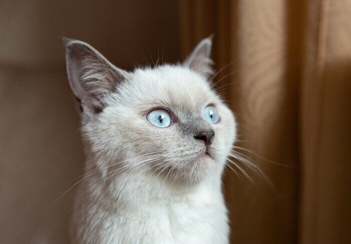 猫の嫌いなことランキングTOP5 猫が最も嫌うものは「大きな音」だった 