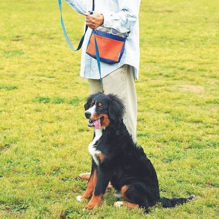 愛犬のコントロールが劇的にしやすくなる 正しいリードの持ち方 いぬのきもち Web Magazine Goo ニュース