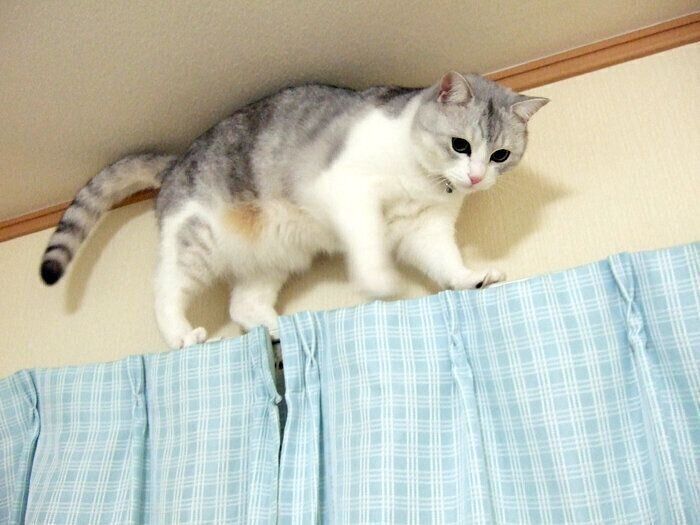 猫のイタズラにも好みがあるんです 本日もねこ晴れなり 276 ねこのきもち Web Magazine 猫というのは意外とイタズラ っ子な生き物で ｄメニューニュース Nttドコモ